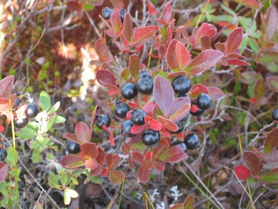 Bog Huckleberry